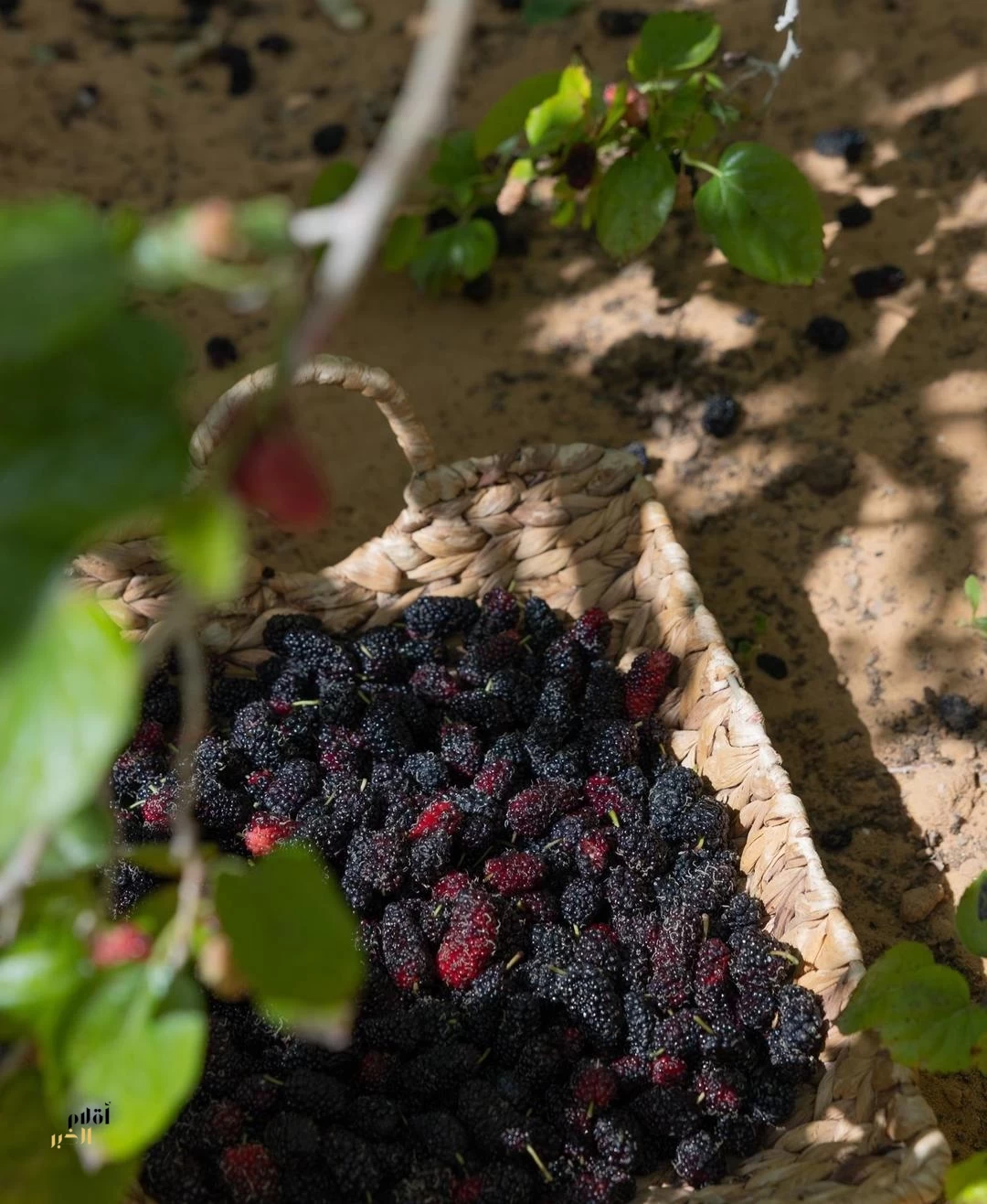 زراعة التوت.. مبادرات منزلية تنمو نحو اقتصاد أسري مستدام بالحدود الشمالية