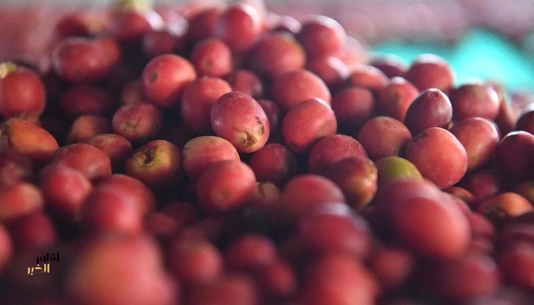 مزارع البن في جازان تتحول إلى وجهات للسياحة الريفية