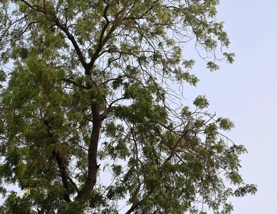 أشجار النيم في جازان.. ظلال يُعزّز الاستدامة ويدعم جودة الحياة