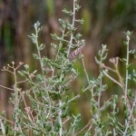 التنوع النباتي يرسم لوحة ربيعية زاهية في رفحاء