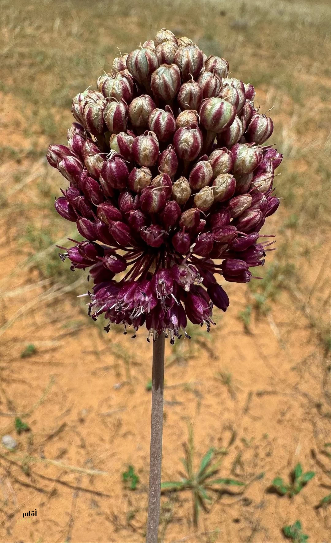 الكراث البري يزهر في القصيم.. مؤشر على تنوع الغطاء النباتي الموسمي