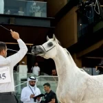 ختام فعاليات مهرجان بطولة العالم لخيل الجزيرة 2026