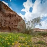 العُلا ترسم نموذجًا عالميًا لاستعادة النظم البيئية ورفع الغطاء النباتي