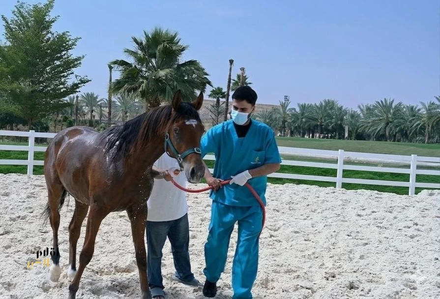 "وقاء" يعلن خلو المملكة رسميًا من مرض التهاب الشرايين الفيروسي في الخيول