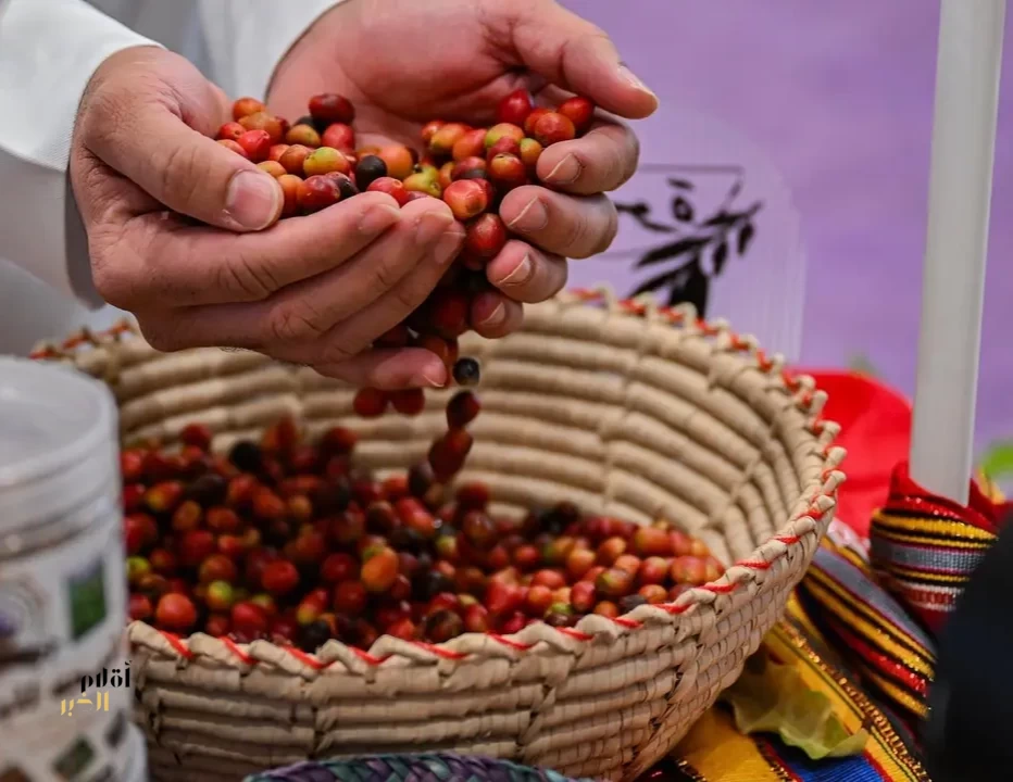 أكثر من 600 ألف شتلة بُن تعزز مكانة الباحة في زراعة القهوة السعودية