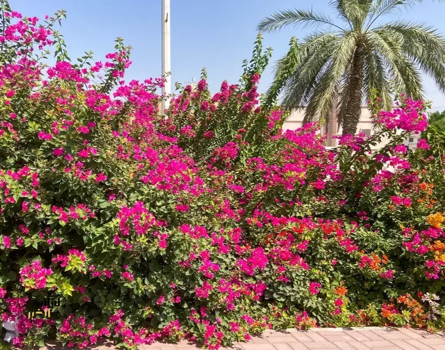 "الورد الجهنمي".. ألوان زاهية تزيّن المشهد الجمالي في القصيم