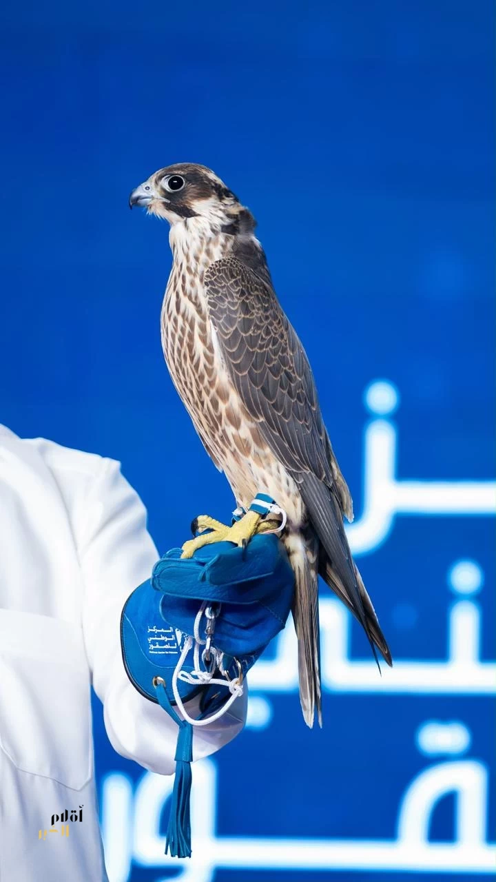 بيع صقر المويلح بـ(211) ألف ريال في تاسع ليالي مزاد المركز الوطني للصقور 2026