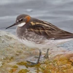 رصد "مِخطاف أحمر الرقبة" في الحدود الشمالية