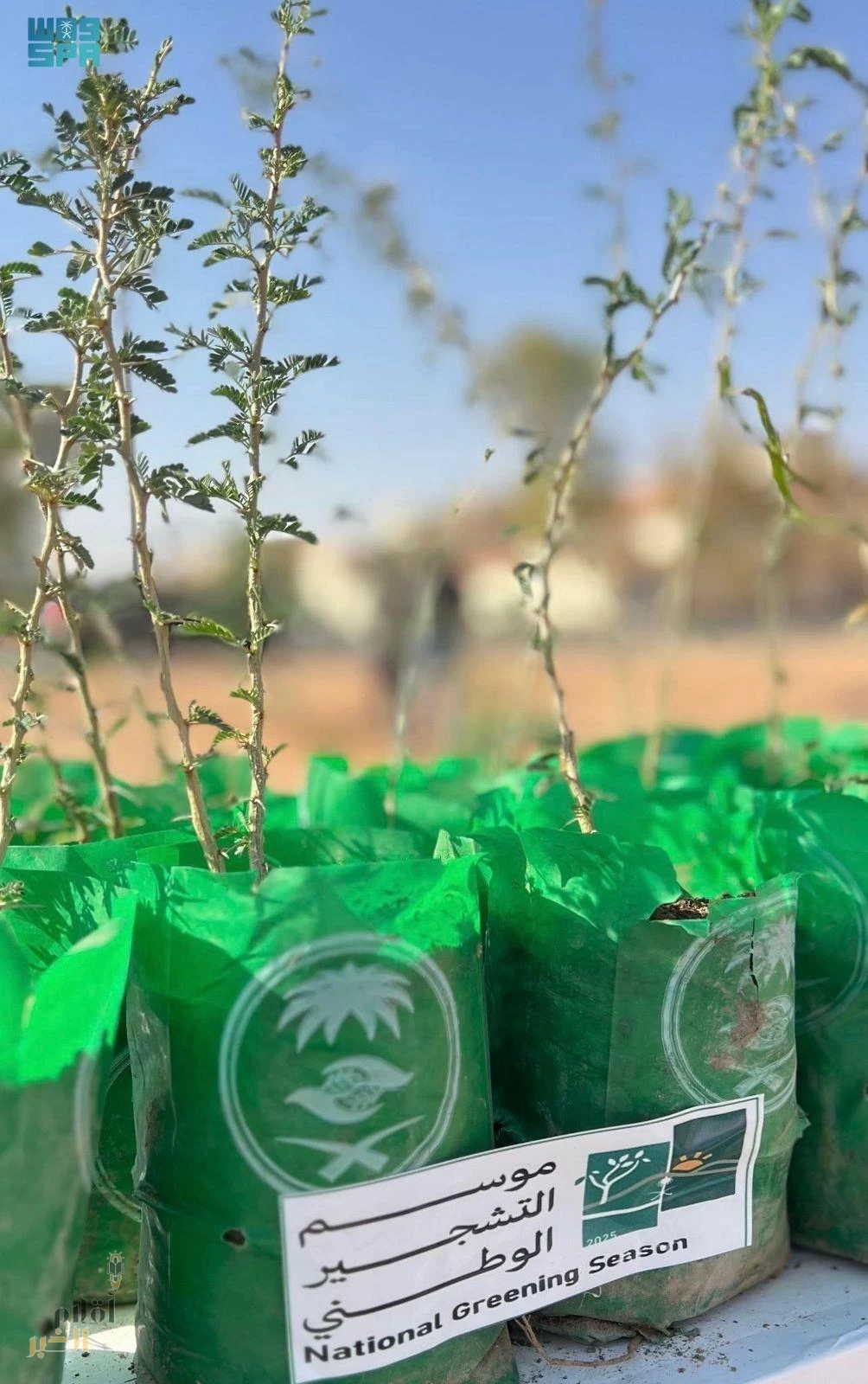 مركز الغطاء النباتي يطلق حملة تشجير بمنتزه رفحاء البري ضمن موسم التشجير الوطني 2025