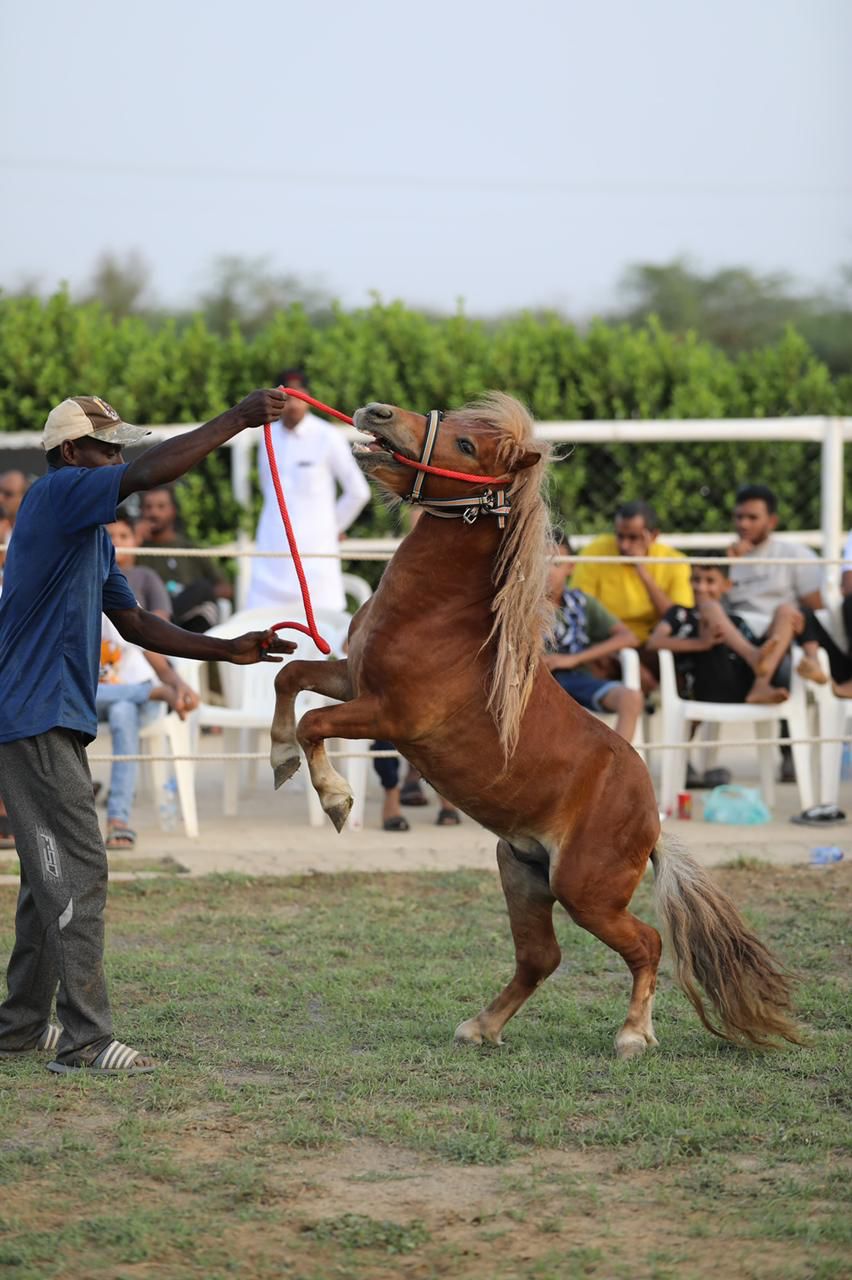 بمشاركة أكثر من ٨٠ جوادا مربط المهاب يطلق مزاده الأول للخيول