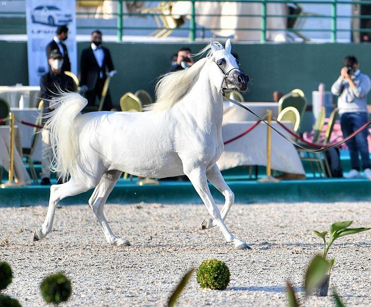 صور.. بطولة "مكة المكرمة لجمال الجواد العربي" تواصل منافساتها بين 140 من الخيول