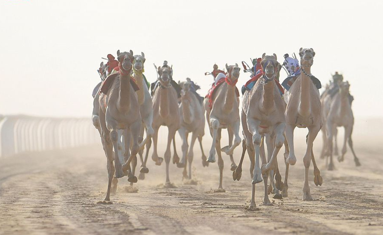 انطلاق مهرجان ولي العهد للهجن في نسخته الثالثة بالطائف