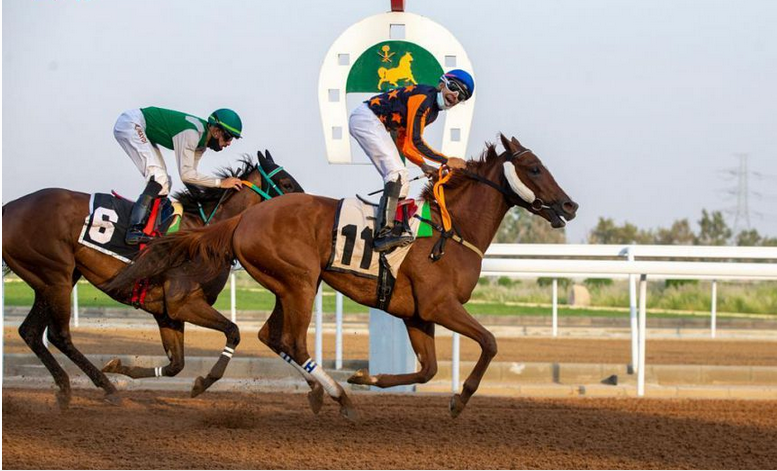 نادي سباق الخيل يقيم الحفل العاشر على كأس جامعة أم القرى وجائزة النادي بالطائف
