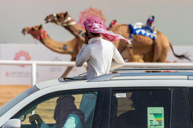 388 مطية في الأشواط الصباحية اليوم بمهرجان ولي العهد للهجن3