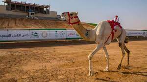 منافسات كأس الاتحاد السعودي للهجن تختتم بـ 10 أشواط