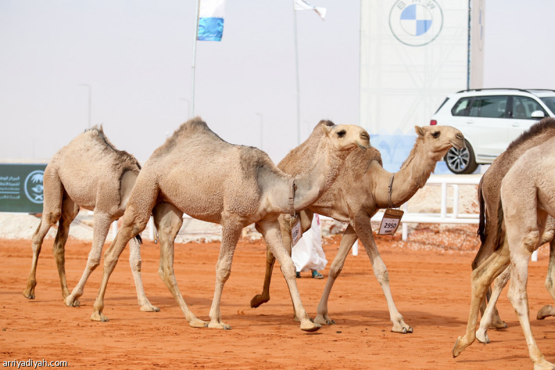 الدبوس والمري يسيطران على منافسات فردي مفاريد الصفر والشعل بمهرجان الإبل