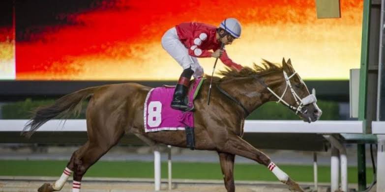 نادي سباقات الخيل يقيم غداً وبعد غد حفلَيه الـ 47 , والـ 48