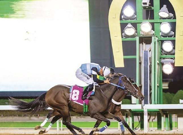 نادي سباقات الخيل يعلن عن تخصيص كأس المؤسس للخيل العربية الأصيلة " للإنتاج المحلي فقط"