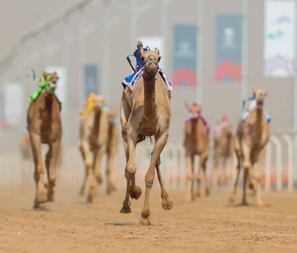 424 مطية في الأشواط الصباحية لسباقات الهجن