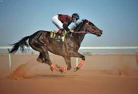 فروسية حائل تقيم حفل سباقها الـ13