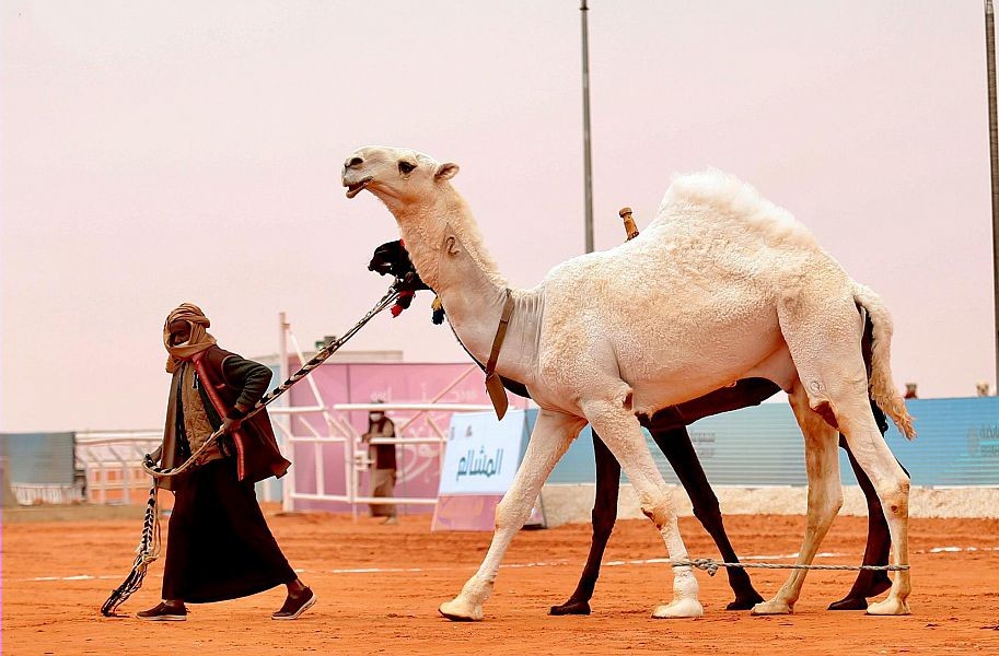 المري يكتسح الوضح.. والشيباني يتصدر الطبع في ختام منافسات أشواط القعدان بمهرجان الإبل