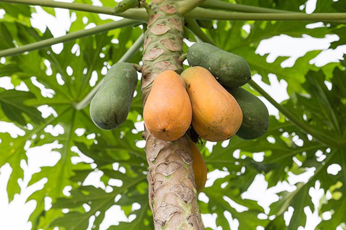 بجهود ذاتية مواطن ينجح في استزراع فاكهة نادرة في تبوك ... ويطالب "الزراعة" بدعم مشروعه