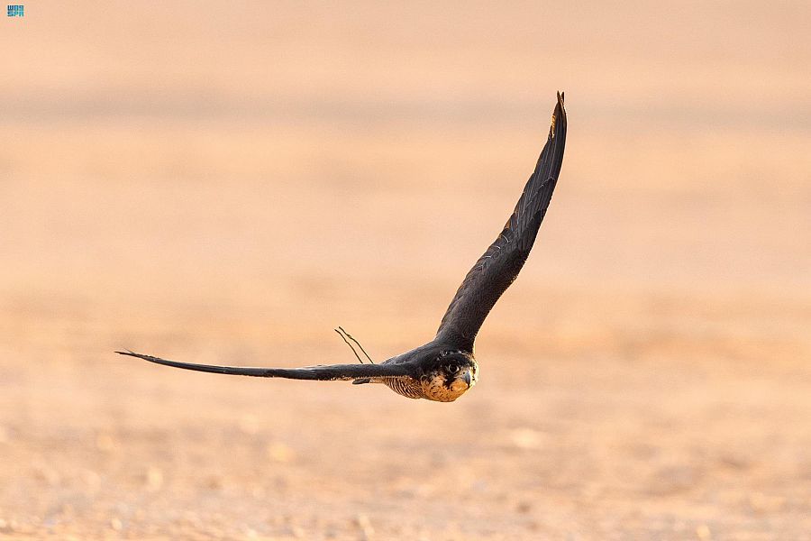 نادي الصقور السعودي يتوِّج 10 فائزين في منافسات الأسبوع الرابع لسباق الملواح