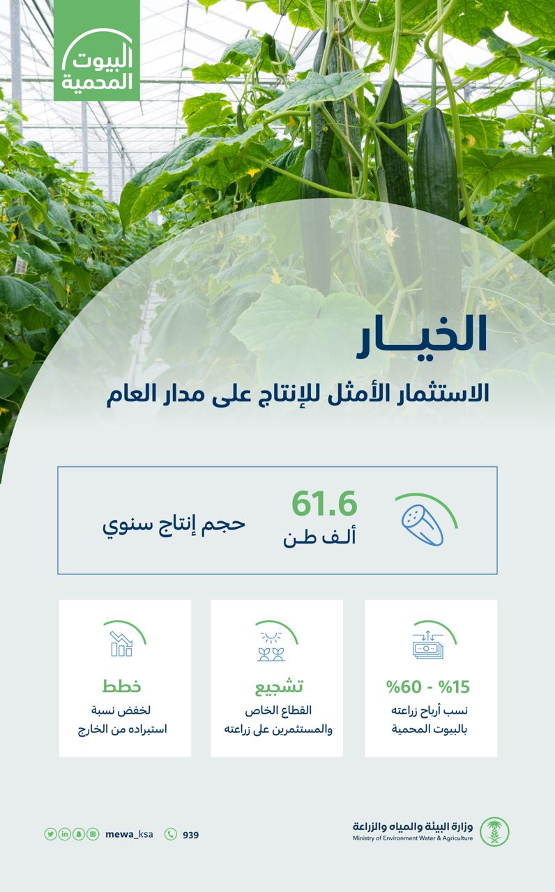 البيئة": أكثر من 61.6 ألف طن الطاقة الإنتاجية للبيوت المحمية من محصول الخيار سنويًا ونستهدف تحقيق الاكتفاء الذاتي