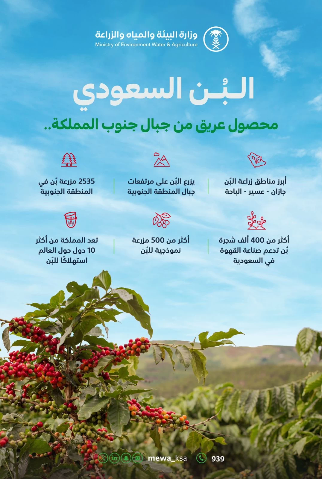 "البيئة": مبادرات وبرامج لتنمية زراعة البُن في المملكة.. الإنتاج يتجاوز 800 طن سنويًا