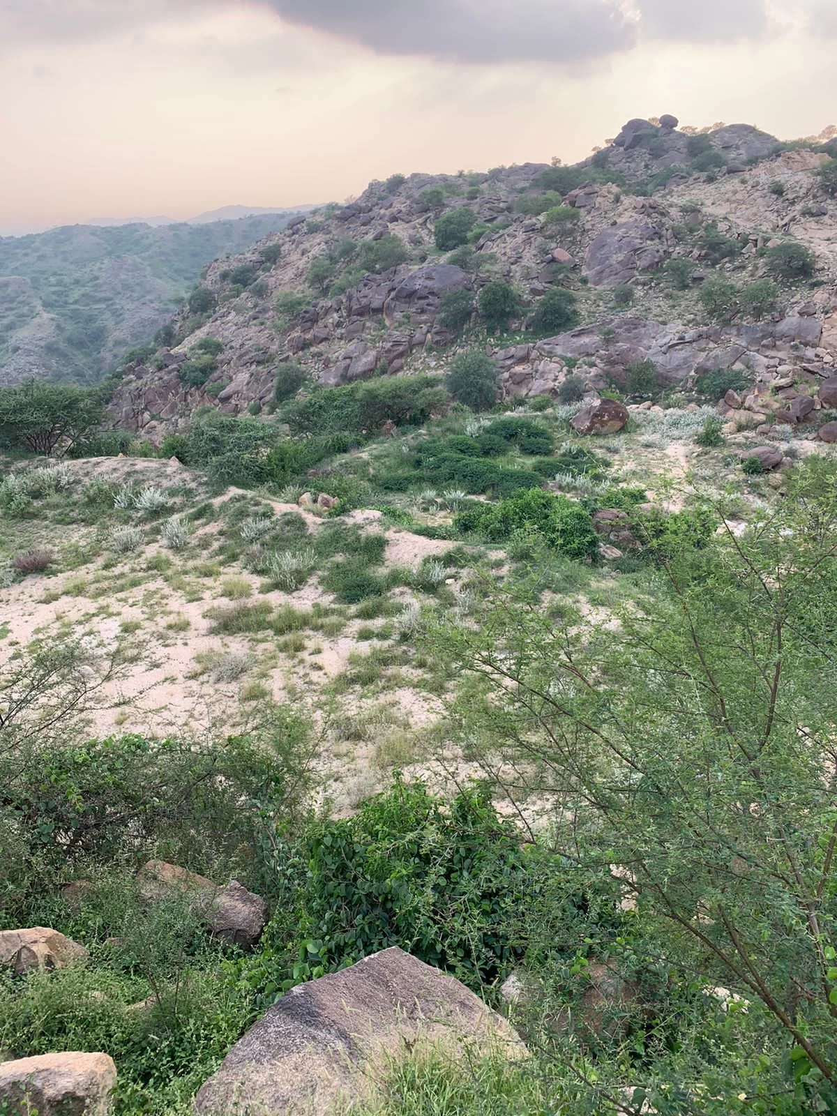 رغم صعوبة المكان الهلال الأحمر ينقذ طفل تعرض للدغة بالمروحية الإسعافية 