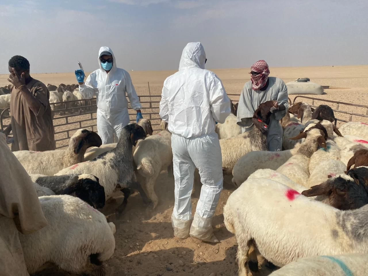تحصين أكثر من.481.287 ألف رأس من الماشية ضد مرض الحمى القلاعية حفرالباطن 