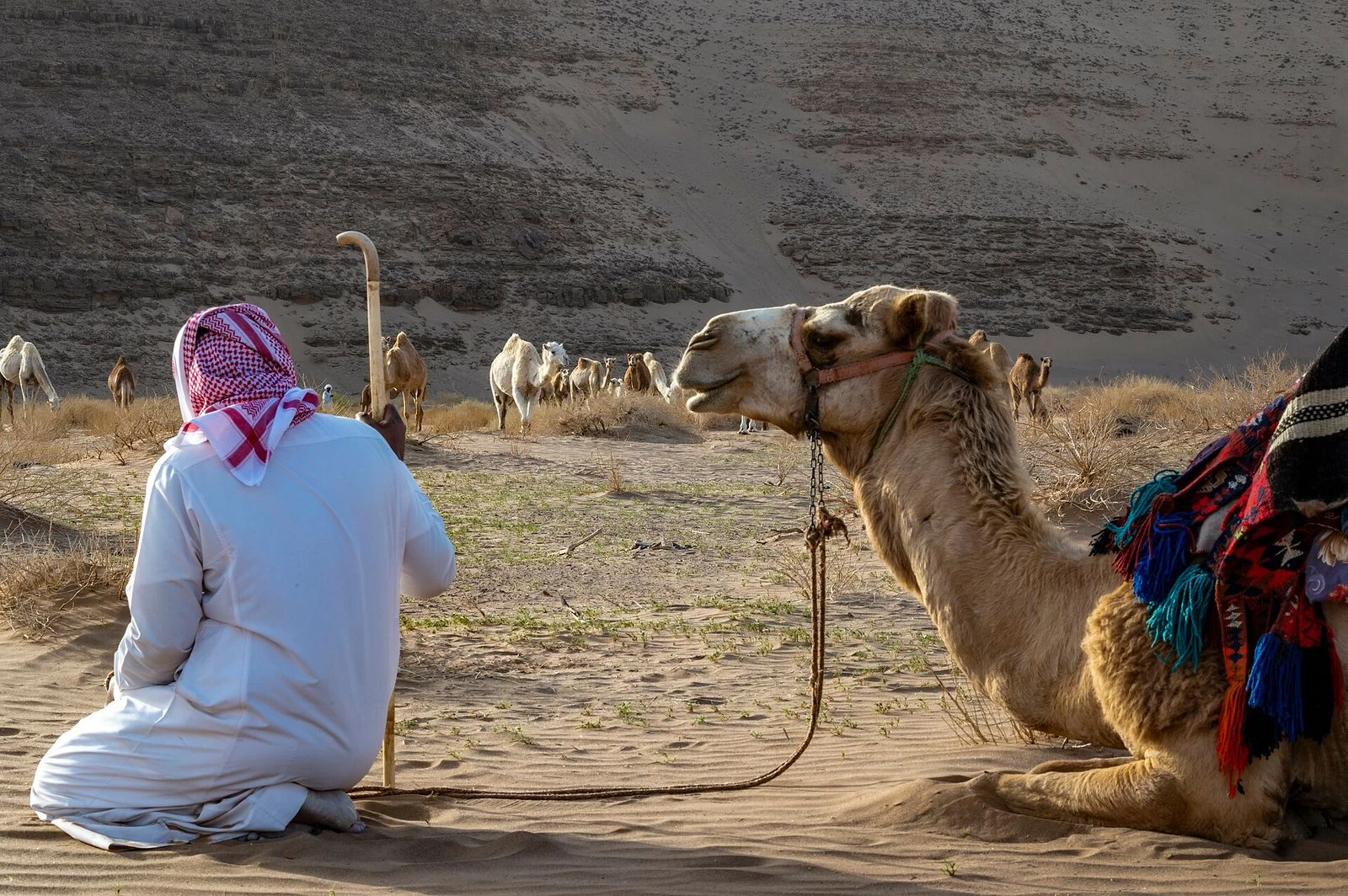 حداء الإبل: سمفونية الصحراء تروي حكايات الأجيال في "اليونسكو "
