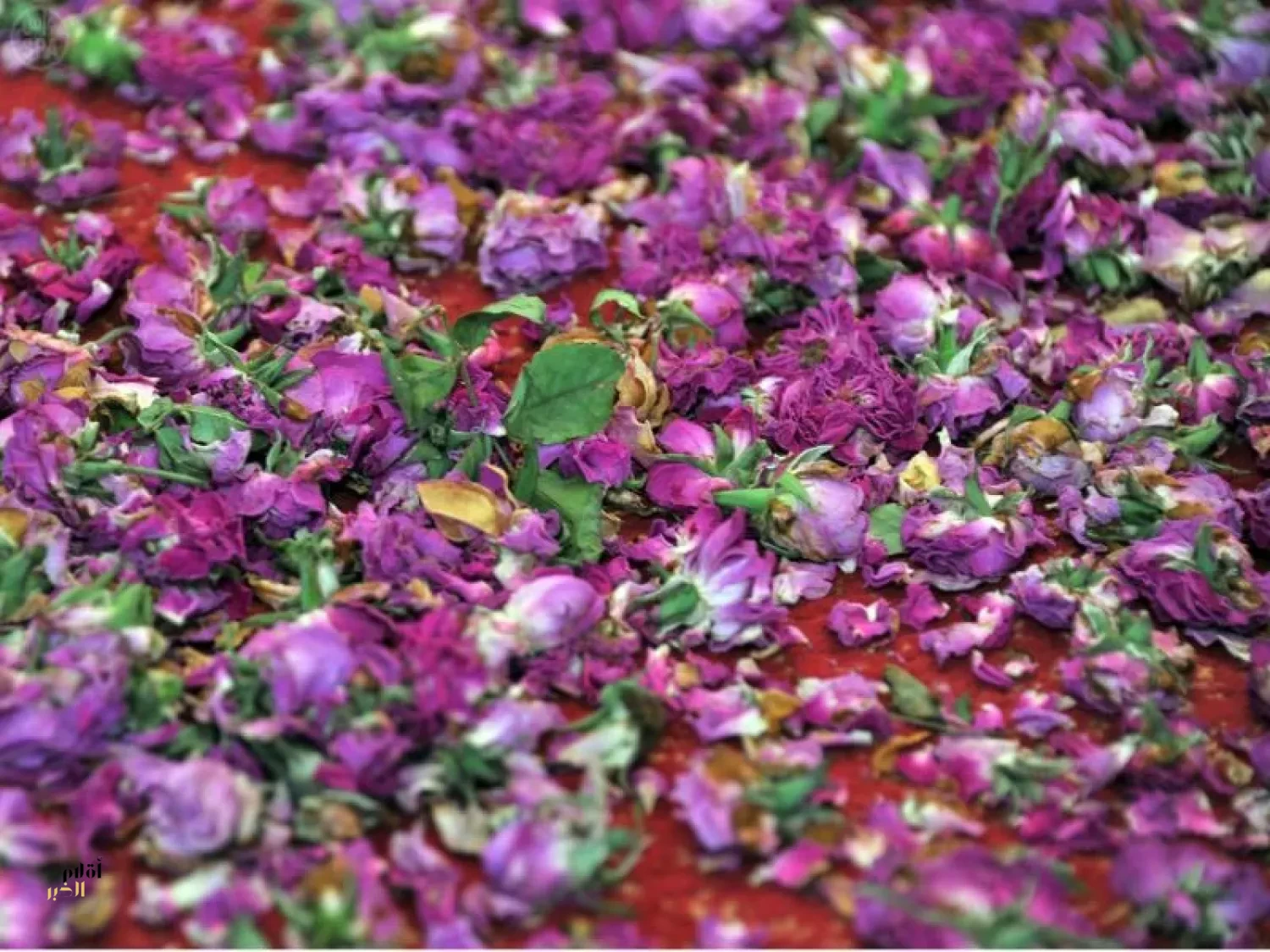 "الورد المديني" موردٌ اقتصادي يوفّر فرصًا واعدة للاستثمار واستدامة الإنتاج المحلي