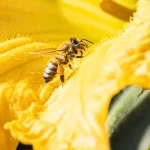 أمانة منطقة الحدود الشمالية تطرح 30 فرصة استثمارية في محافظة طريف