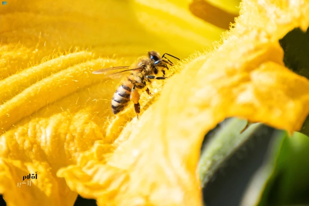 أمانة منطقة الحدود الشمالية تطرح 30 فرصة استثمارية في محافظة طريف
