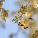 بدء موسم إنتاج وفرز عسل الطلح بمنطقة تبوك