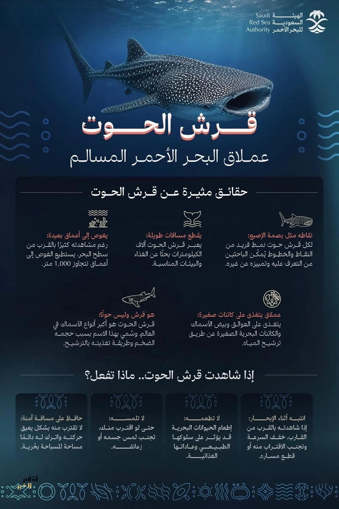 قرش الحوت.. عملاقٌ مسالم يجسّد ثراء التنوع الأحيائي في البحر الأحمر