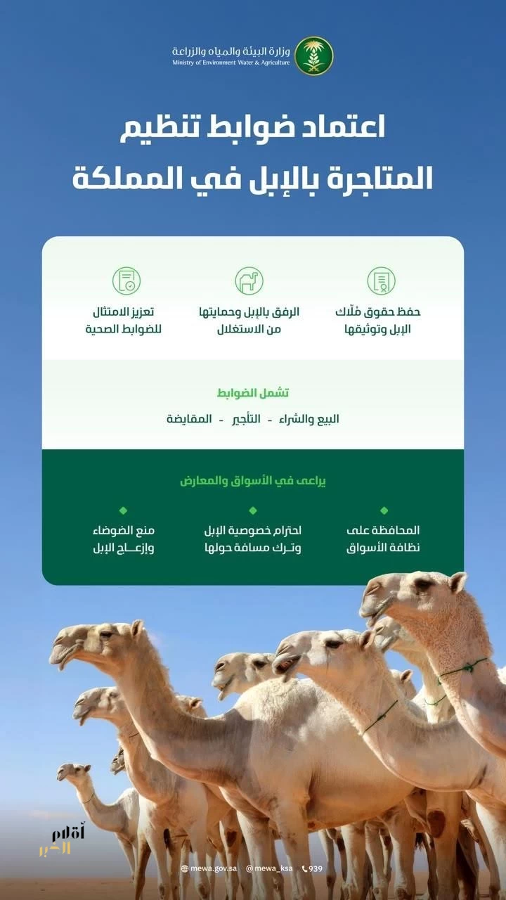 "البيئة" تعتمد الضوابط التنظيمية للمتاجرة بالإبل لتطوير القطاع وحماية حقوق المتعاملين وتعزيز الرفق بالحيوان