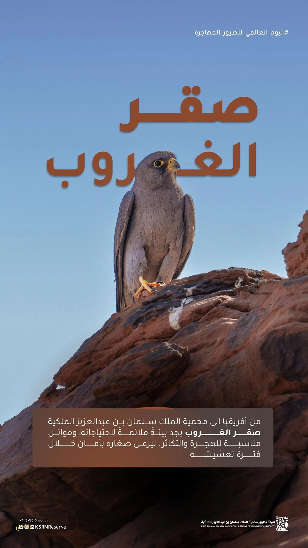 هيئة تطوير محمية الملك سلمان بن عبدالعزيز الملكية توثق تعشيش صقر الغروب