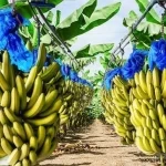 زراعة الموز في جازان.. إنتاج متنامٍ يعزّز الاستدامة ويدعم الاقتصاد المحلي