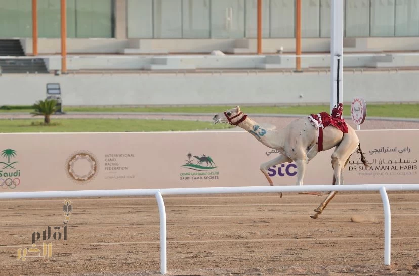 "بارود"، تحتفظ بالتوقيت الأفضل في منافسات "اللقايا" بمهرجان ولي العهد للهجن بمشاركة 1680 مطية.