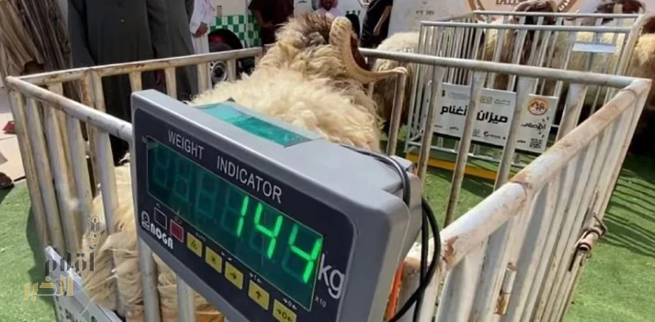 "البيئة" تبدأ تطبيق آليات بيع المواشي الحية بالأوزان اعتبارًا من 01 محرم 1447هـ