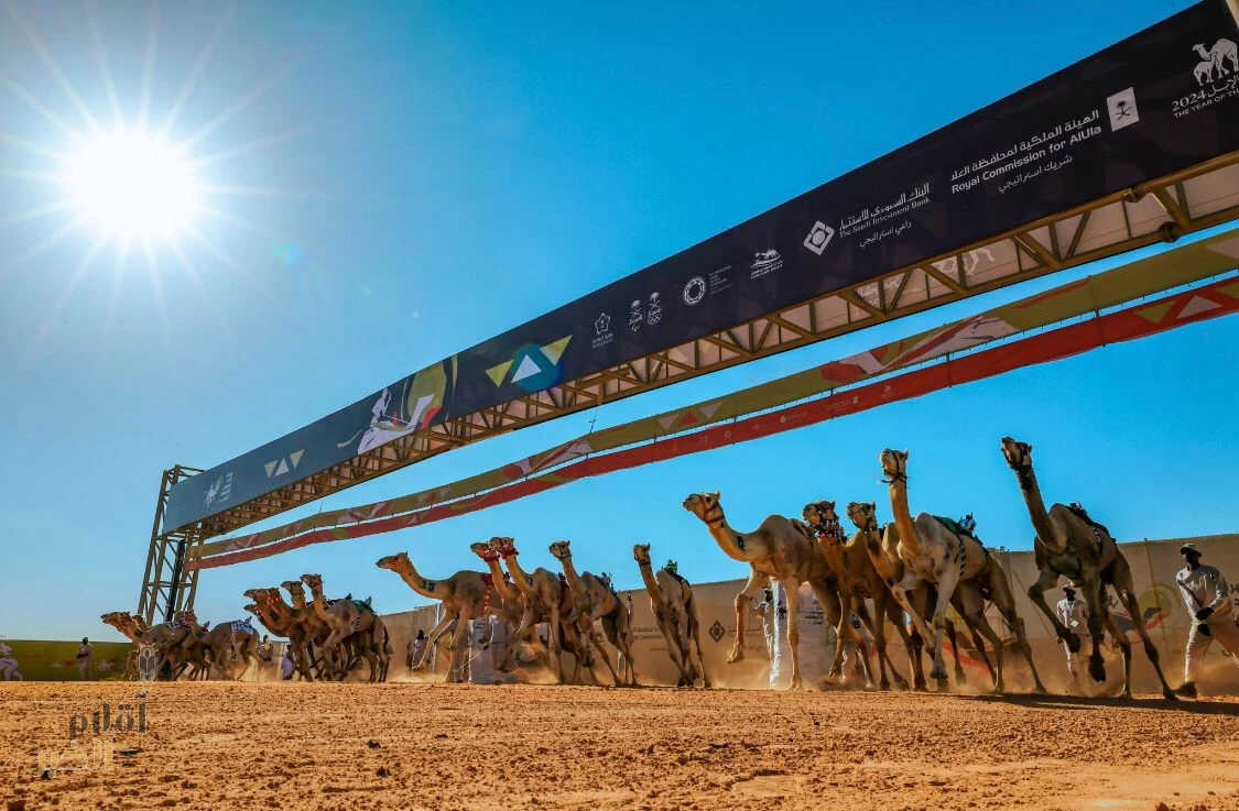 انطلاق مهرجان خادم الحرمين الشريفين للهجن 2025 بمشاركة 15 دولة وجوائز تتجاوز 70 مليون ريال