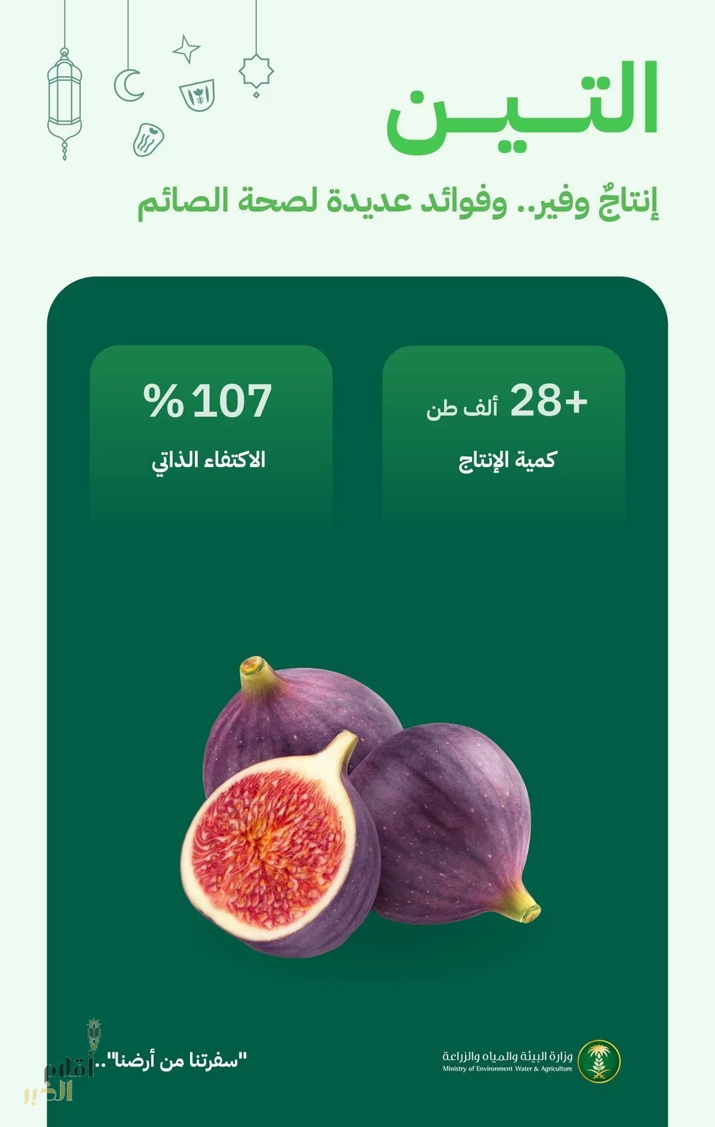 "البيئة": التين المحلي يلبي احتياجات السوق بإنتاج يتجاوز (28) ألف طن سنويًا ونسبة اكتفاء ذاتي (107%)