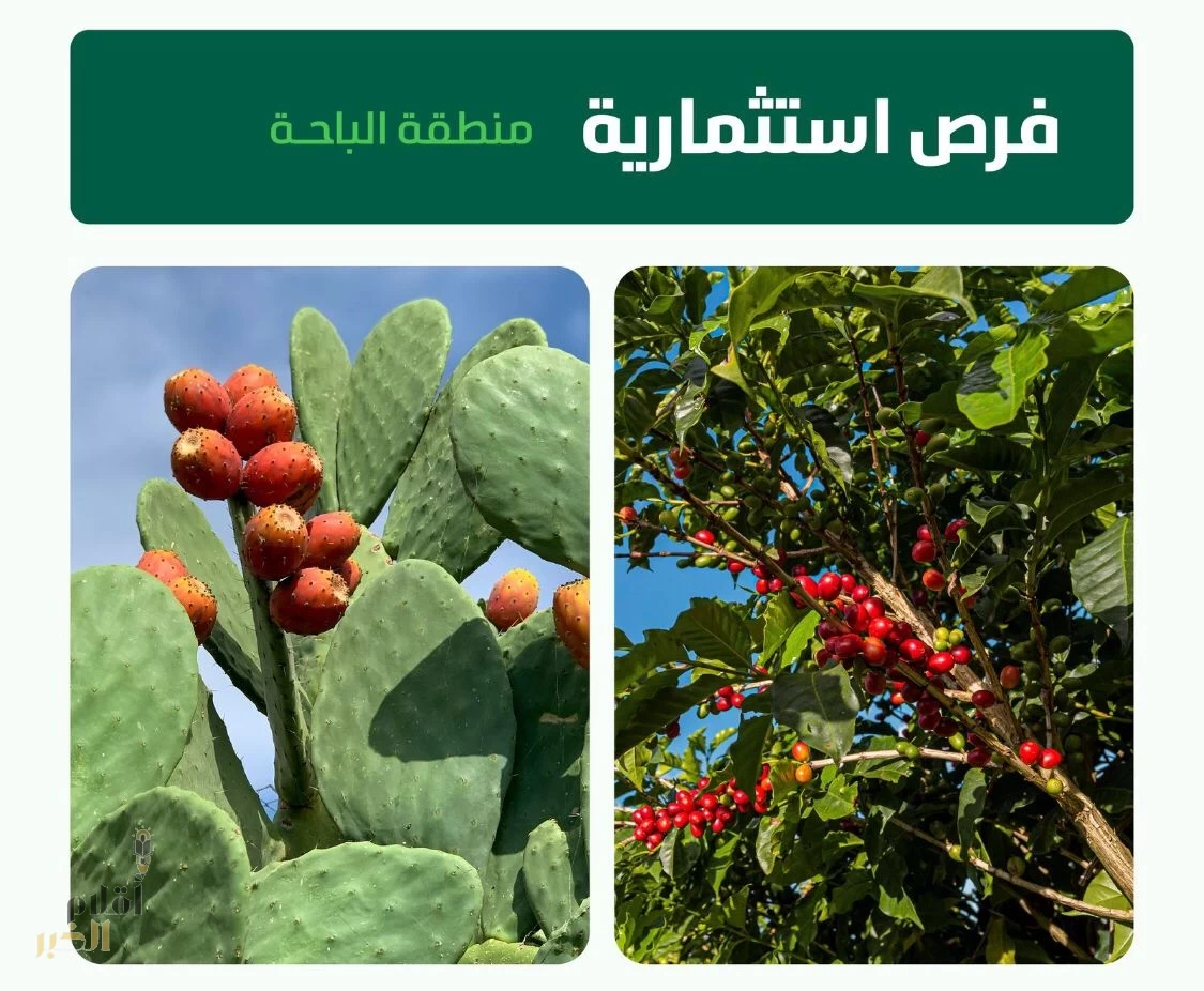 "البيئة" تطرح 5 فرص استثمارية لإنشاء مُدن زراعية للبن والتين الشوكي بالباحة