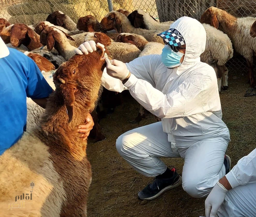بيئة الشرقية تنفذ 46،380 ألف خدمة بيطرية خلال 3 أشهر