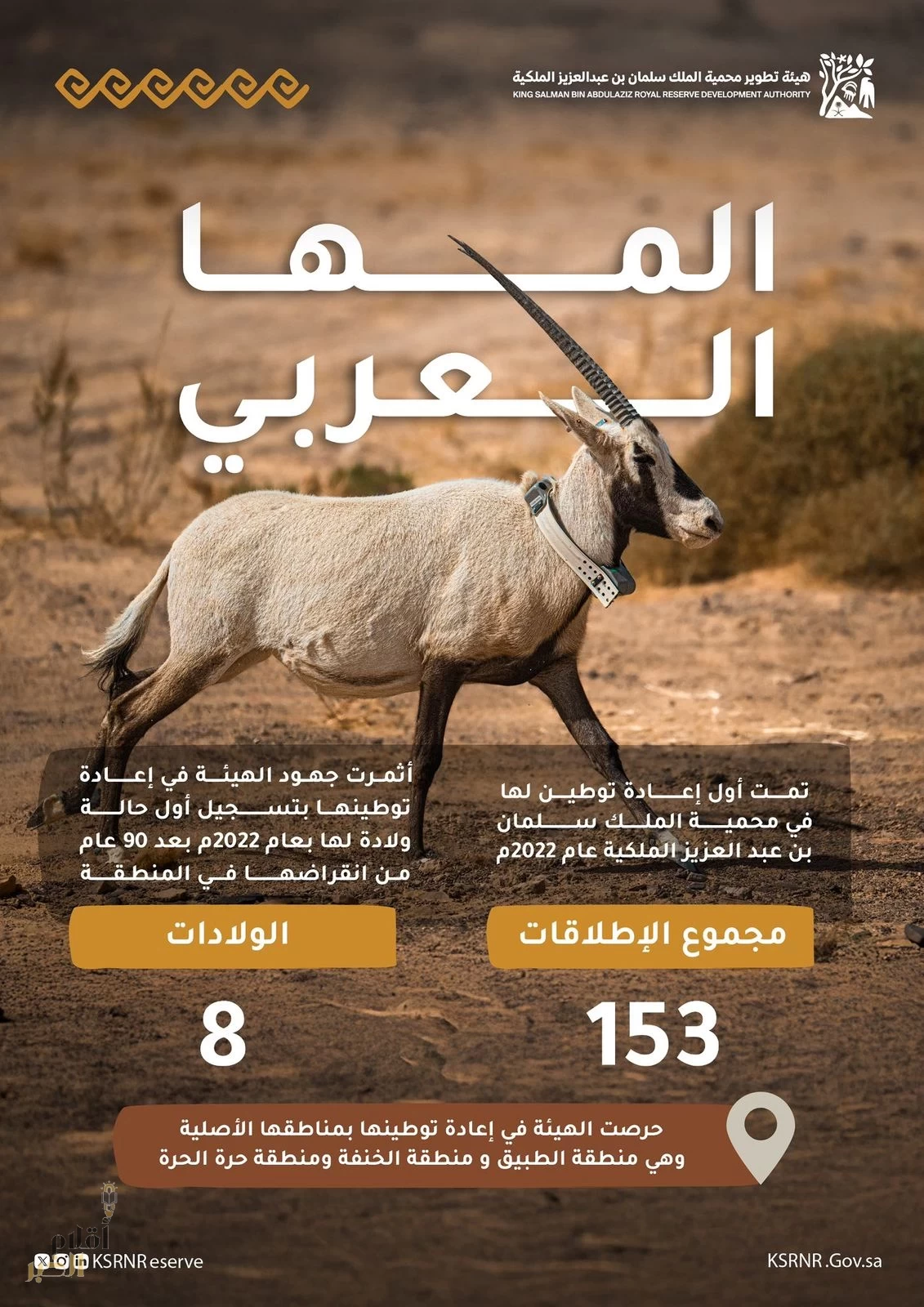 هيئة تطوير محمية الملك سلمان تعيد 153 من المها العربي ضمن برامج توطين الكائنات المهددة بالانقراض