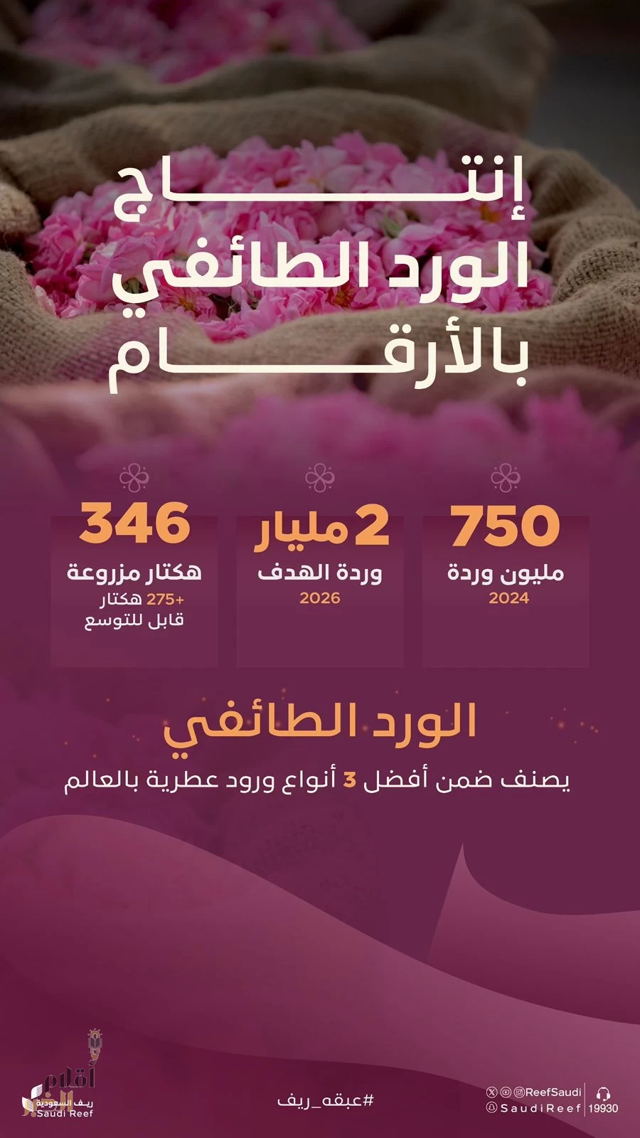 "ريف السعودية": إنتاج 750 مليون وردة في 2024 ونستهدف 2 مليار في 2026
