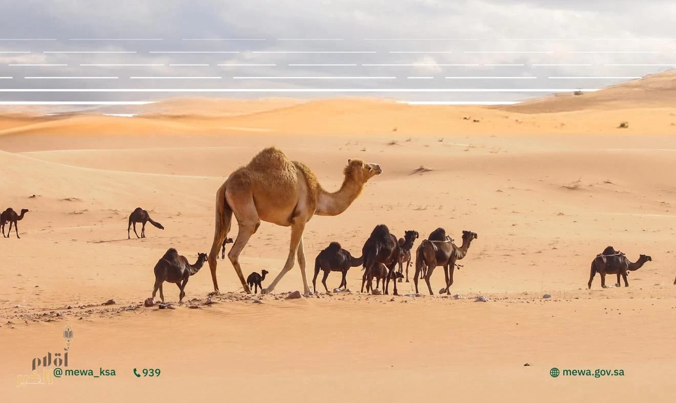 "البيئة": أكثر من (2.2) مليون رأس من الإبل في المملكة تجسد أهمية الموروث الوطني السعودي في تعزيز الأمن الغذائي ودعم الاقتصاد
