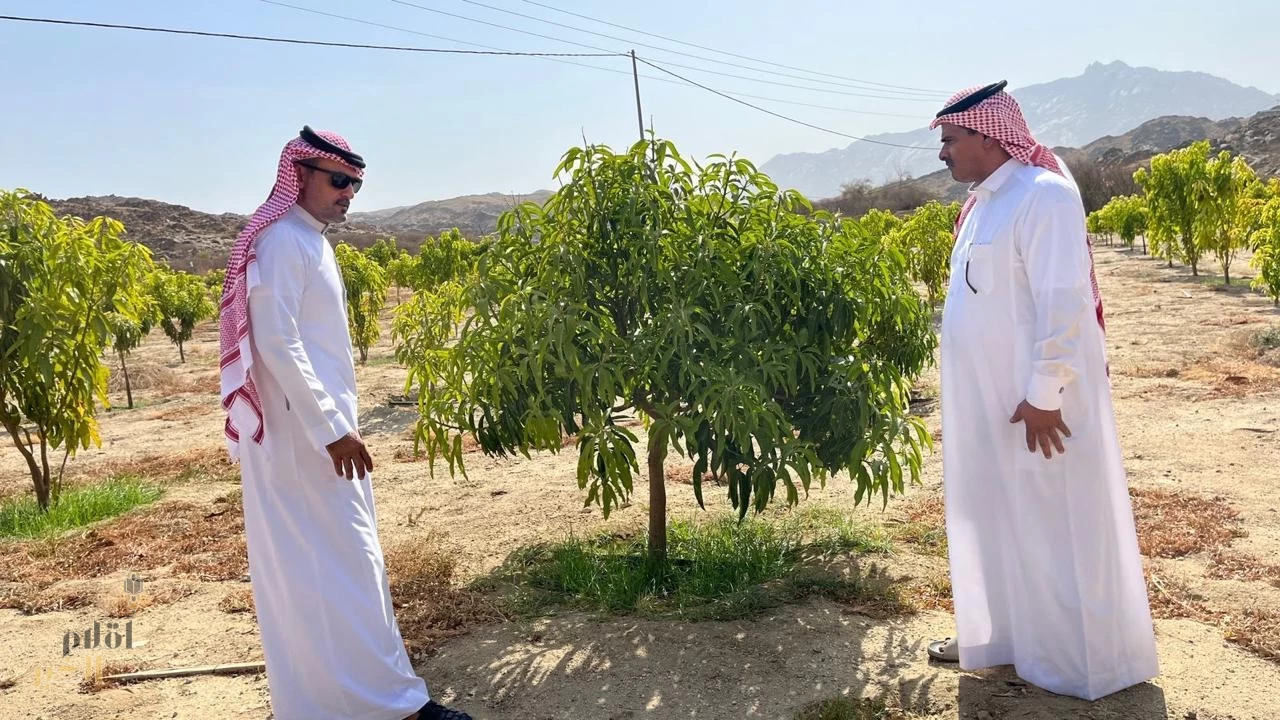 “بيئة أضم” تتابع ميدانيًا مزارع المانجو ضمن برنامج الاستصلاح الزراعي
